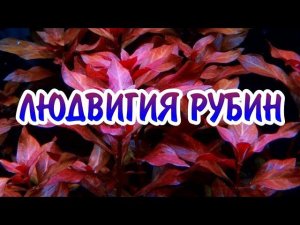 ЛЮДВИГИЯ РУБИН. СОДЕРЖАНИЕ В АКВАРИУМЕ