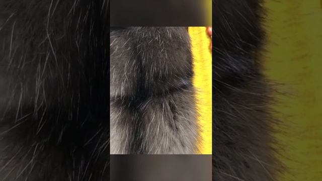 Парки с мехом Соболя Шубы Италия :(+39)3341694865 смотреть онлайн