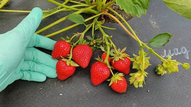 МАДЖЕСТИК, вкуснейший НСД сорт для гурманов смотреть онлайн