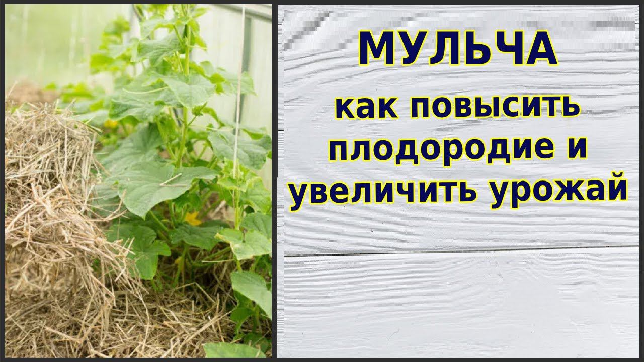 Мульчирование - помогает повысить урожай. Как правильно мульчировать грядки