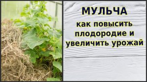 Мульчирование - помогает повысить урожай. Как правильно мульчировать грядки
