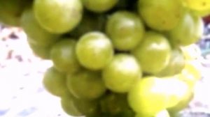 Виноград Жемчуг Саба