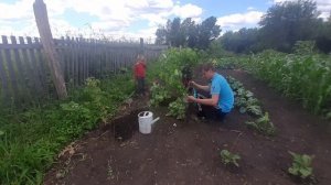 много белых груздей 2021 , но собрали другое !! #грибы