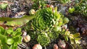 Как выглядит молодило? Что это такое, как размножается?