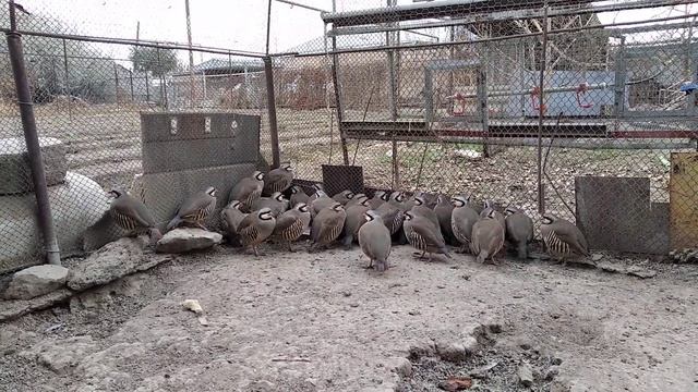 #Куропатка кеклик #птицы смотреть онлайн