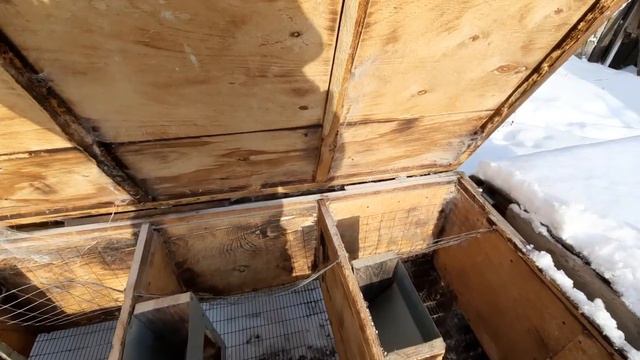 Загрызла всех кур! Как можно прогореть на содержание птицы? смотреть онлайн