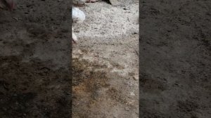 Содержание бройлеров на улице в летний период.