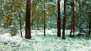 Зимний пейзаж. Звуки живой природы. Голоса птиц зимой. Видео для отдыха.