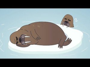 КАК СПЯТ ЖИВОТНЫЕ?