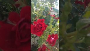 Плетистая роза Норита