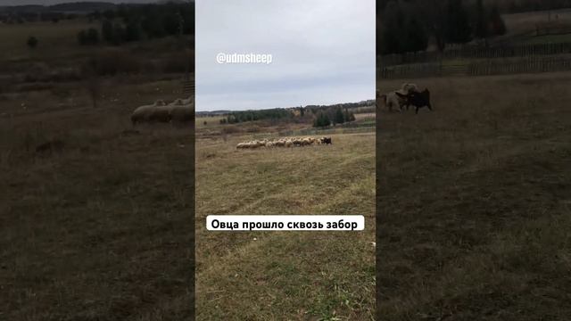 Как сквозь масло овцы проходят сквозь забор (и стены) #sheep #sheepfarming #sheepsheep #sheepdog смотреть онлайн