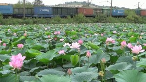 Цветущие лотосы, посёлок Артёмовский, август 2021 г.