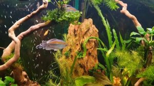 Угловой аквариум 150 литров