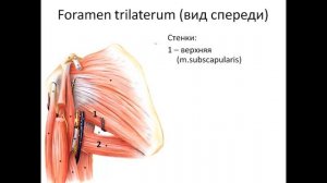 Топография верхней конечности