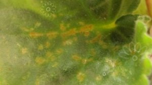 Фиалка заболела! Что делать?