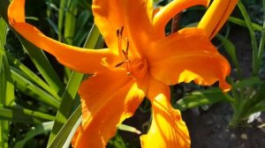 Лилейник Праймел Скрим . Hemerocallis Primal Scream . UFO .