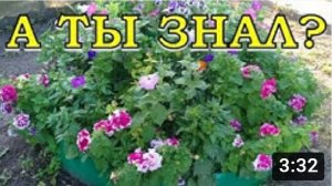 Цветущая КЛУМБА в августе: видеоотчет???