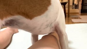 Dog licks my legs  風呂上がりの飼い主の足を舐める犬