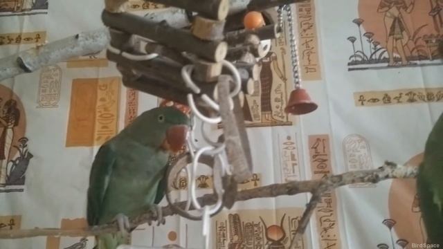РУЧНЫЕ ПОПУГАИ ! ПТИЦА ЛЕТИТ САМА К ХОЗЯИНУ ! ВЕРНЫЕ ПОПУГАИ  УМНЫЕ