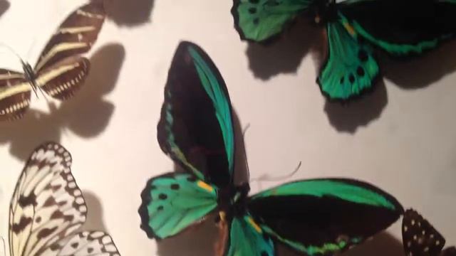 Коллекция красивых бабочек смотреть онлайн