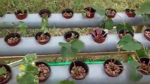 Гидропоника.новая клубника новое удобрение