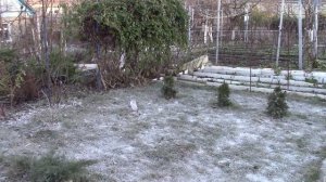 ПОЛЬЗА ЗОЛЫ.  КАКАЯ ЗОЛА ЛУЧШЕ?