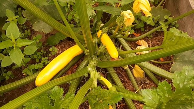 На даче зреет урожай. смотреть онлайн