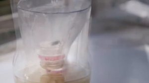 3 способа сделать мухоловка