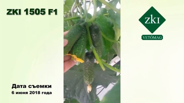Тепличные огурцы КАССИУС F1 и ZKI 1505 F1 (06-06-2018) смотреть онлайн