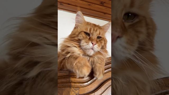Просто король . Maine coon смотреть онлайн