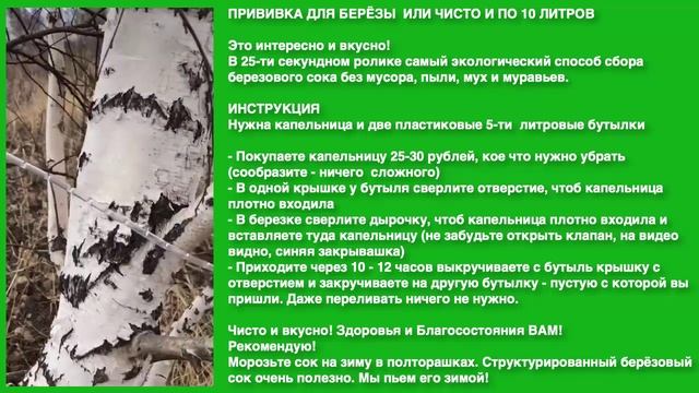 Как правильно собирать берёзовый сок с помощью капельницы смотреть онлайн