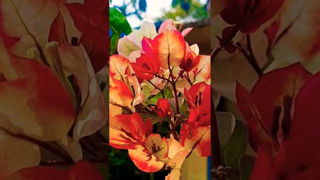 #Bougainvillea mix colors red white & pink # Mix colors Bougainvillea