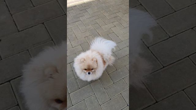Продолжаем танцы во дворе,))#шпиц#боня#танцытанцы..