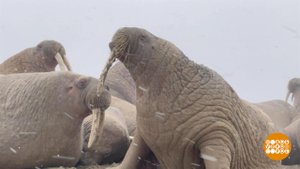 Моржи приплыли на Ямал. Доброе утро. Фрагмент выпуска от 03.11.2022