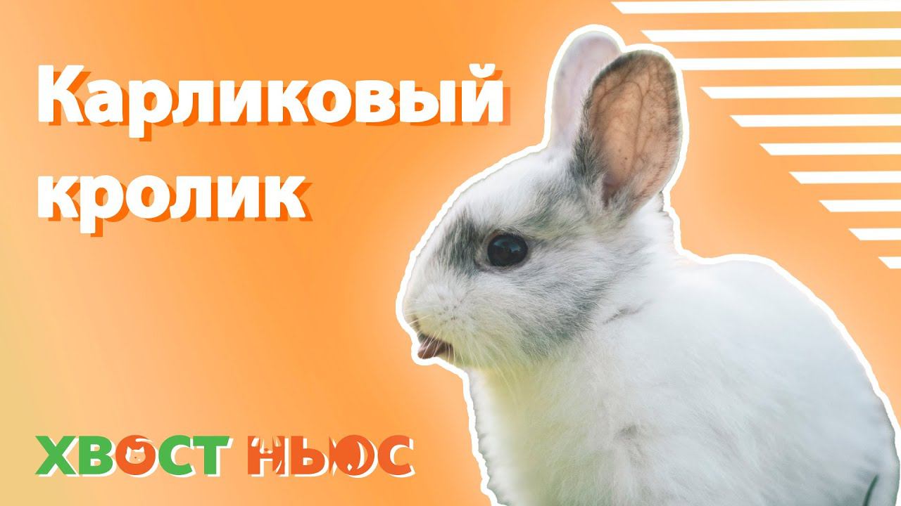 Все о карликовом кролике