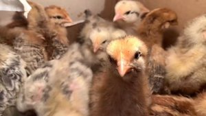 #Цеплята #Фокси-Чик #МастерГрей,выращиваем в домашних условиях