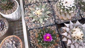 Ариокарпусы цветут в моей коллекции. Ariocarpus collection. Rare cactus blooming