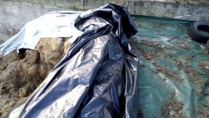 Силосная яма на молочной ферме. Хранение кормов для коров.