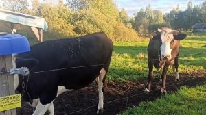 Бройлера радуют/ Жалею, что мало взяла/Козе эпримек/Корове Витамины😊