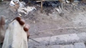 Первое покрытие молодым ХРЯКОМ. Парализатор для оглушение свиней под заказ готов.