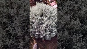 Деление сантолины. 1сентября.