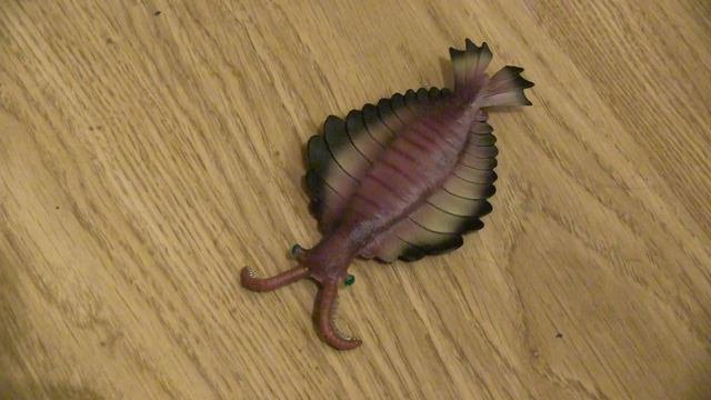 Anomalocaris RUS Piotr Napierała Theatrum Illuminatum