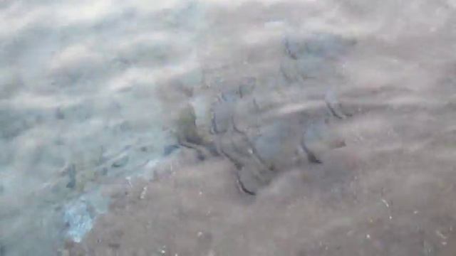 СКАЛЯРИИ КРАСНОГО МОРЯ смотреть онлайн