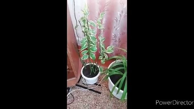 мир комнатных цветов смотреть онлайн