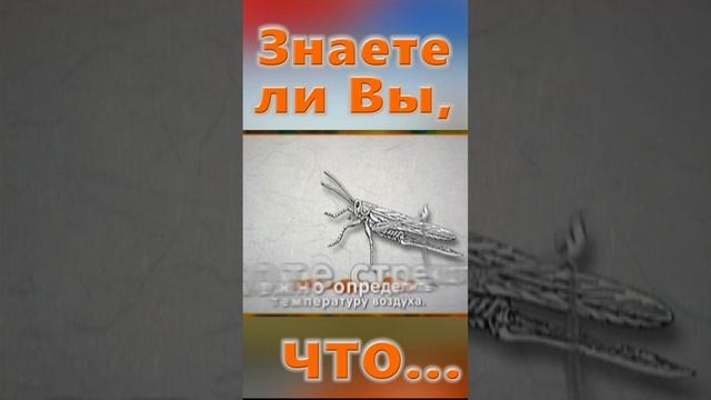 Знаете ли Вы, Что? Сверчки