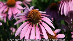 Трава эхинацея пурпурная: описание, свойства, применение