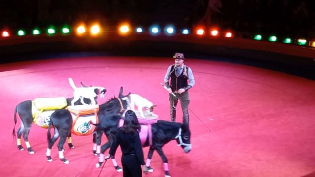 Цирк г. Астана. 03.09.23 Фестиваль "Эхо Азии". Дрессированные животные. смотреть онлайн