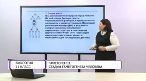 Биология. 11 класс. Гаметогенез. Стадии гаметогенеза человека /07.12.2020/