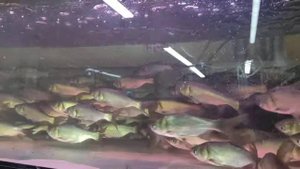 ? ТОЛСТОЛОБИК - ОЧИСТИТ ВАШ ПРУД!  Самая полезная рыба для зарыбления водоёма!