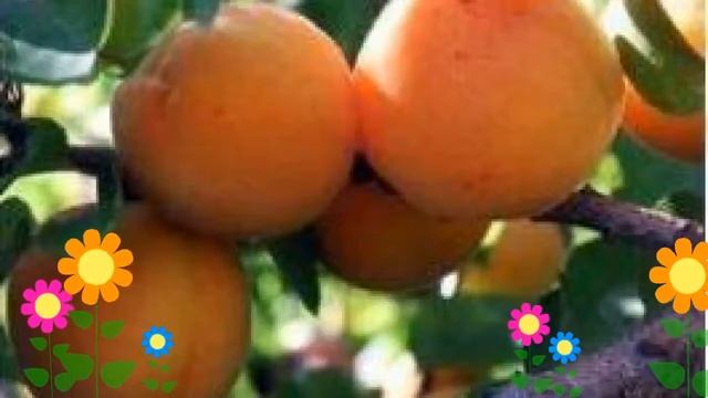 Абрикос обыкновенный Триумф северный. Краткий обзор, описание характеристик, где купить саженцы смотреть онлайн